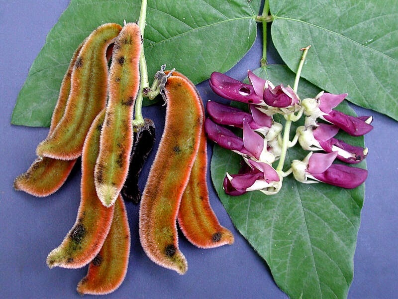 Facts about Mucuna Pruriens Before You Get Started