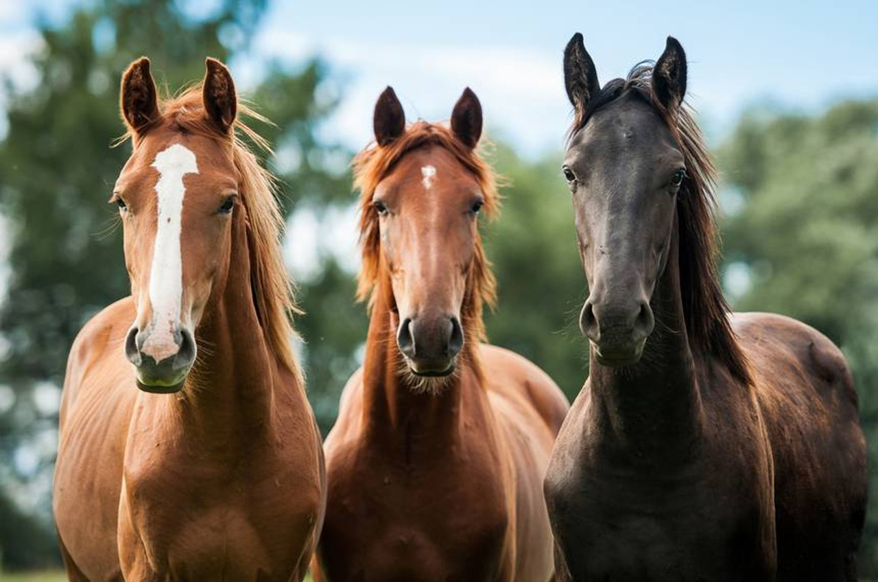 Why you should buy Hemp for Horses?