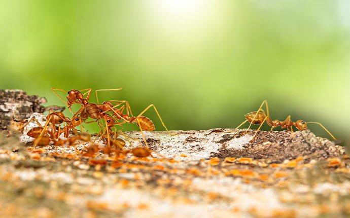 Ant control – Some useful tips 