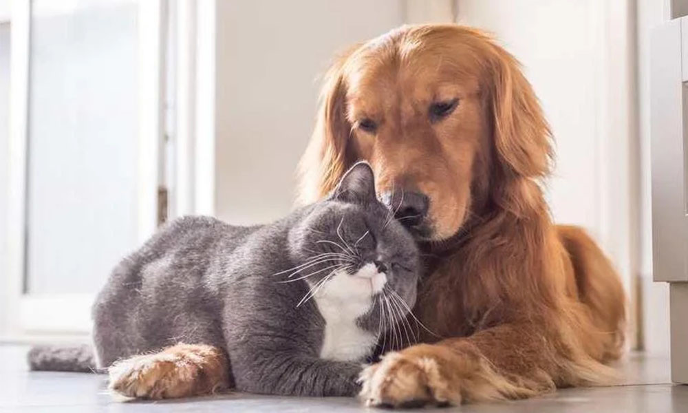 How to administer CBD oil to your dog – Tips and tricks?