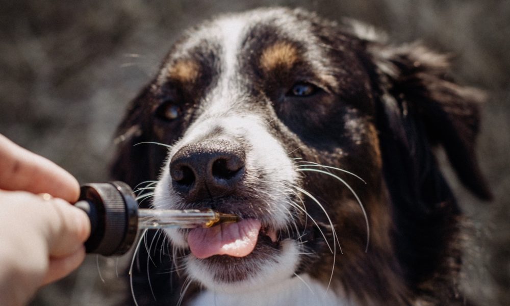 Improve The Health Of Your Dogs With CBD Oils Day By Day